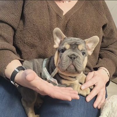 A small French Bulldog puppy sitting on a person's lap.