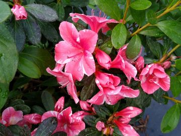 Candy Stripe Azalea Variegated Dogwood