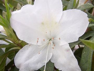 Mrs. G.G.Gerbing Azalea