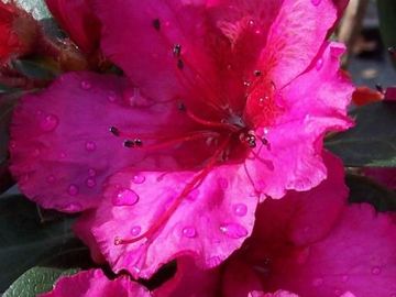 Red Formosa Azalea