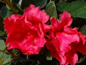 Red Ruffle Azalea