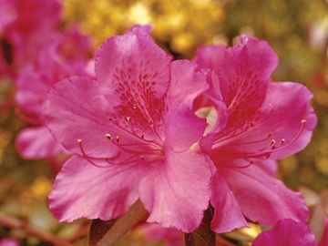Southern Charm Azalea