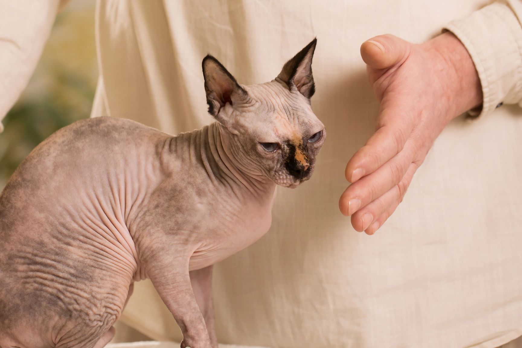 Cat reiki