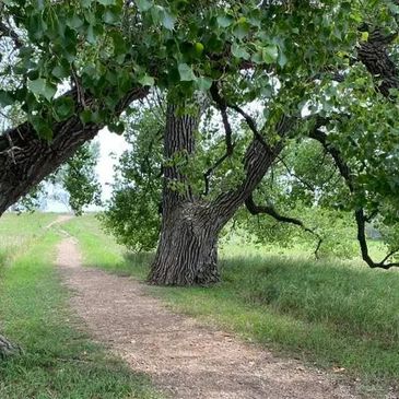 The Memorial Site where Pa's 5 Cottonwoods stand. He planted one for Ma and each of his daughters.