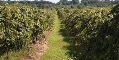 Niagara County Wine trail
