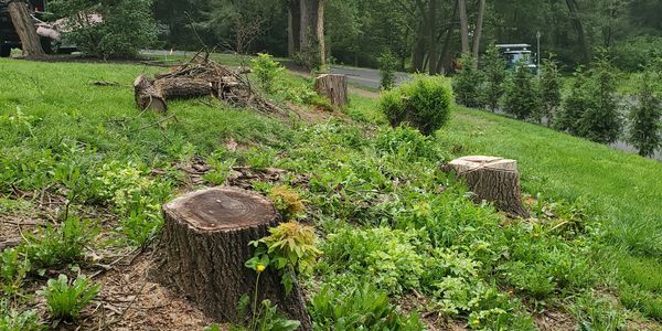 Tree stump grinding company serving York, Harrisburg, Lancaster