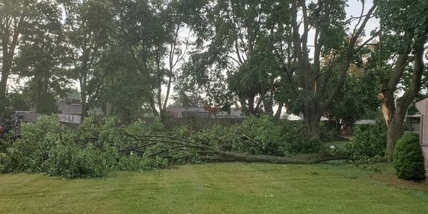 Emergency tree removal and tree trimming