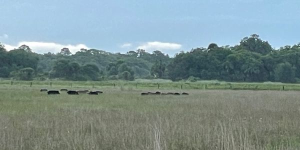 Pasture with cows