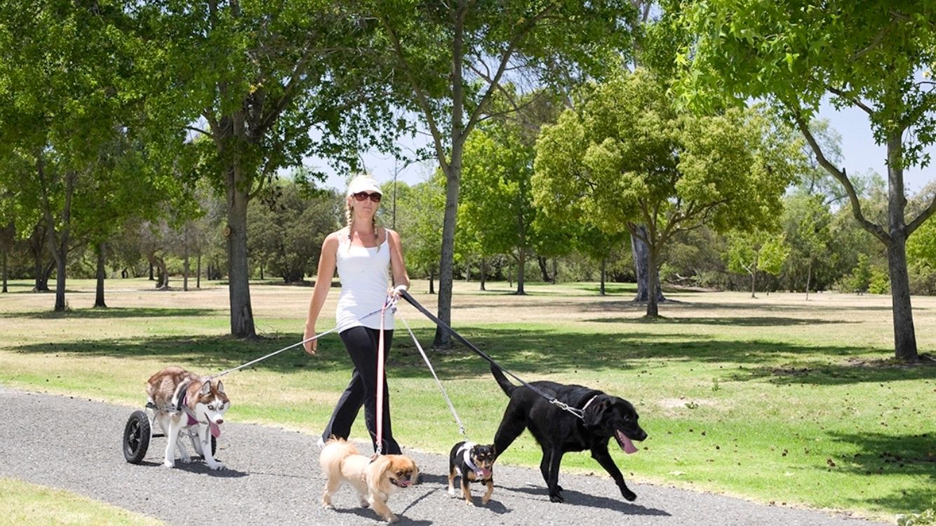 Overnight Pet Sitters Near Me Tracie's Pet Service