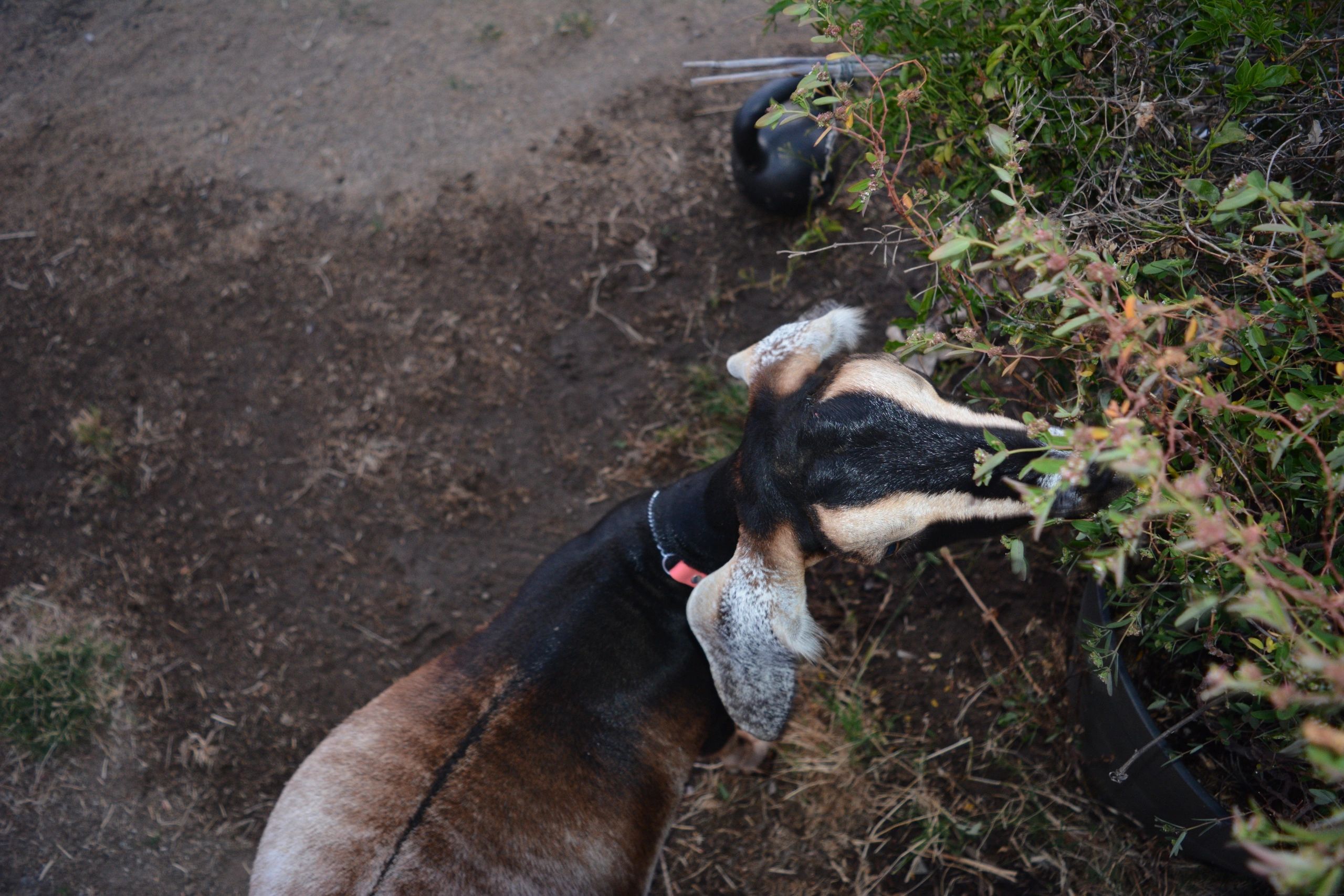 Mini Nubian goat forging on jasmine plant