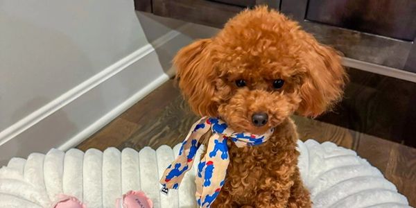 Adorable red toy poodle sitting in her bed with a scarf on.