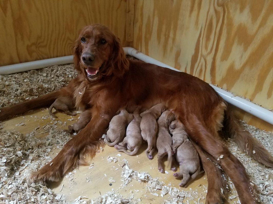 Golden Irish Puppies Golden Irish Red Setter