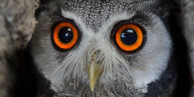 Kington Small Breeds & Owl Park