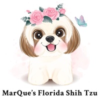 MarQue’s Florida Shih Tzu