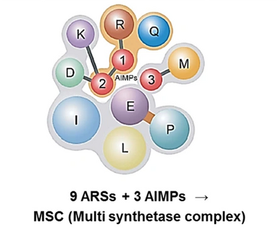 Multi synthetase complex (MSC) 