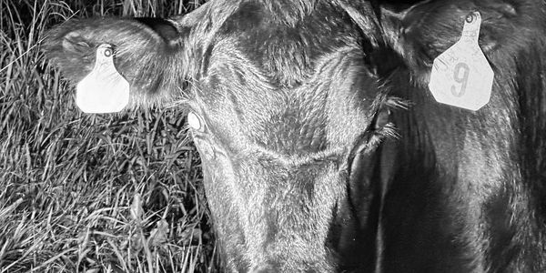 Farm to table. High quality beef and chicken. Our beef and chicken are hormone free, antibiotic free