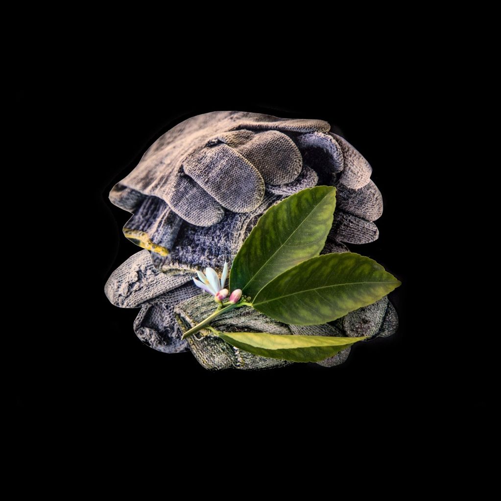 fine art photograph by Caroline McAllister depicting worn gloves and citrus leaf with blossom