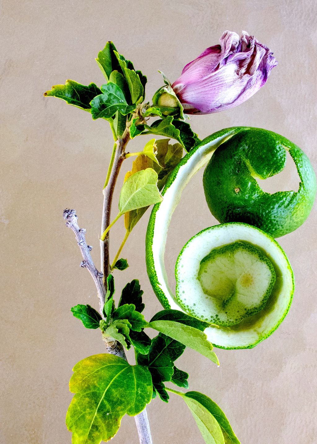fine art photograph by Caroline McAllister depicting lime peel with hibiscus flower titled Embracing