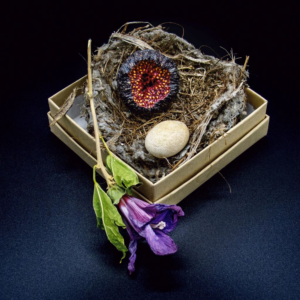 fine art photograph by Caroline McAllister still life with nest, egg, fig and flower