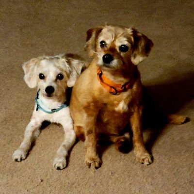 Rudy and Snowy navigating divorce with pets