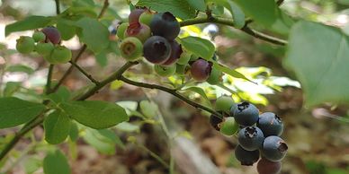 Ripe wild blueberries growing next to a hiking trail.