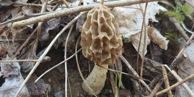 A morel mushroom growing in the woods.