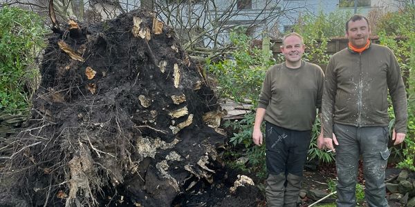 Me and the woodlands team worked hard to make sure the tree was removed quickly and safely 