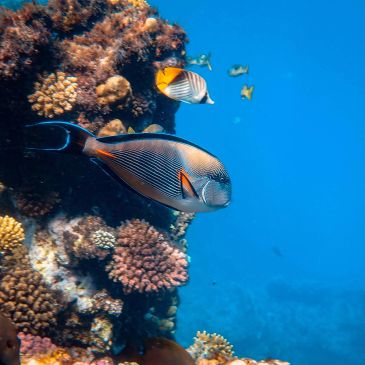 Colorful fish swimming near coral reef.
