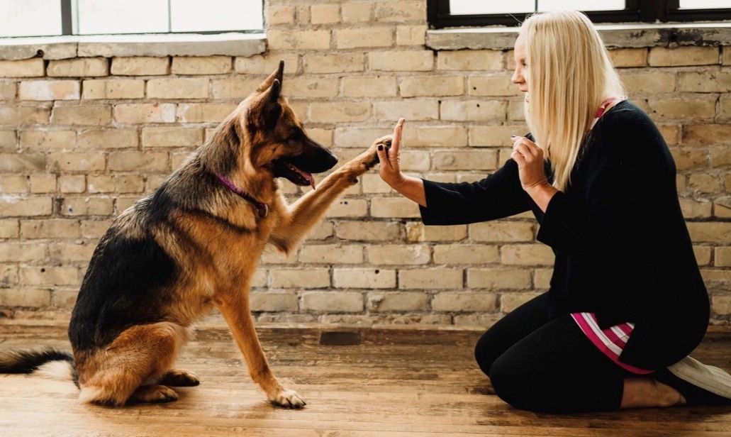 FYI For our senior friends - toe grips totally work and help with roller  skating spider legs on hardwoods : r/germanshepherds