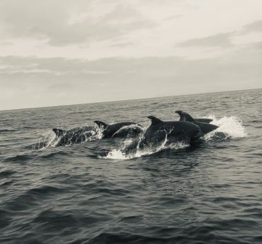 Dolphins swimming together in the ocean.