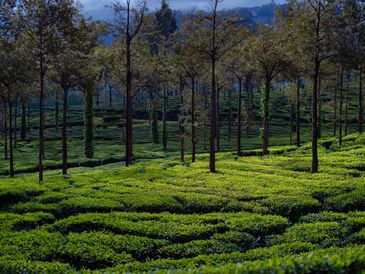 Tea plantation with tall trees.