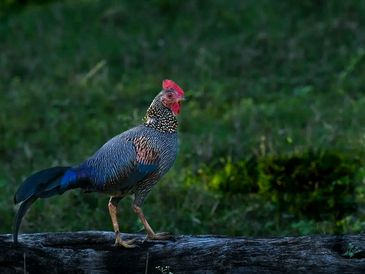 A colorful bird standing on a log.