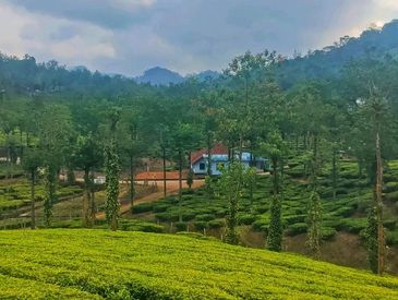 Scenic view of a tea plantation with hills and a small house.