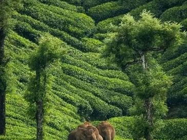 Elephants in a lush green tea plantation.