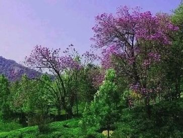 Lush green and purple flowering trees under a clear sky.
