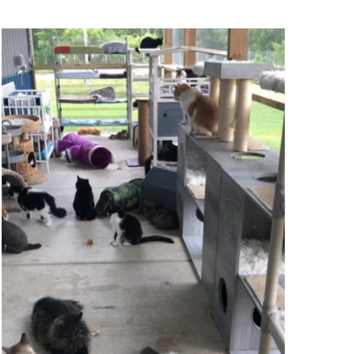 Furball Farm Pet Sanctuary Furball Farm Pet Sanctuary