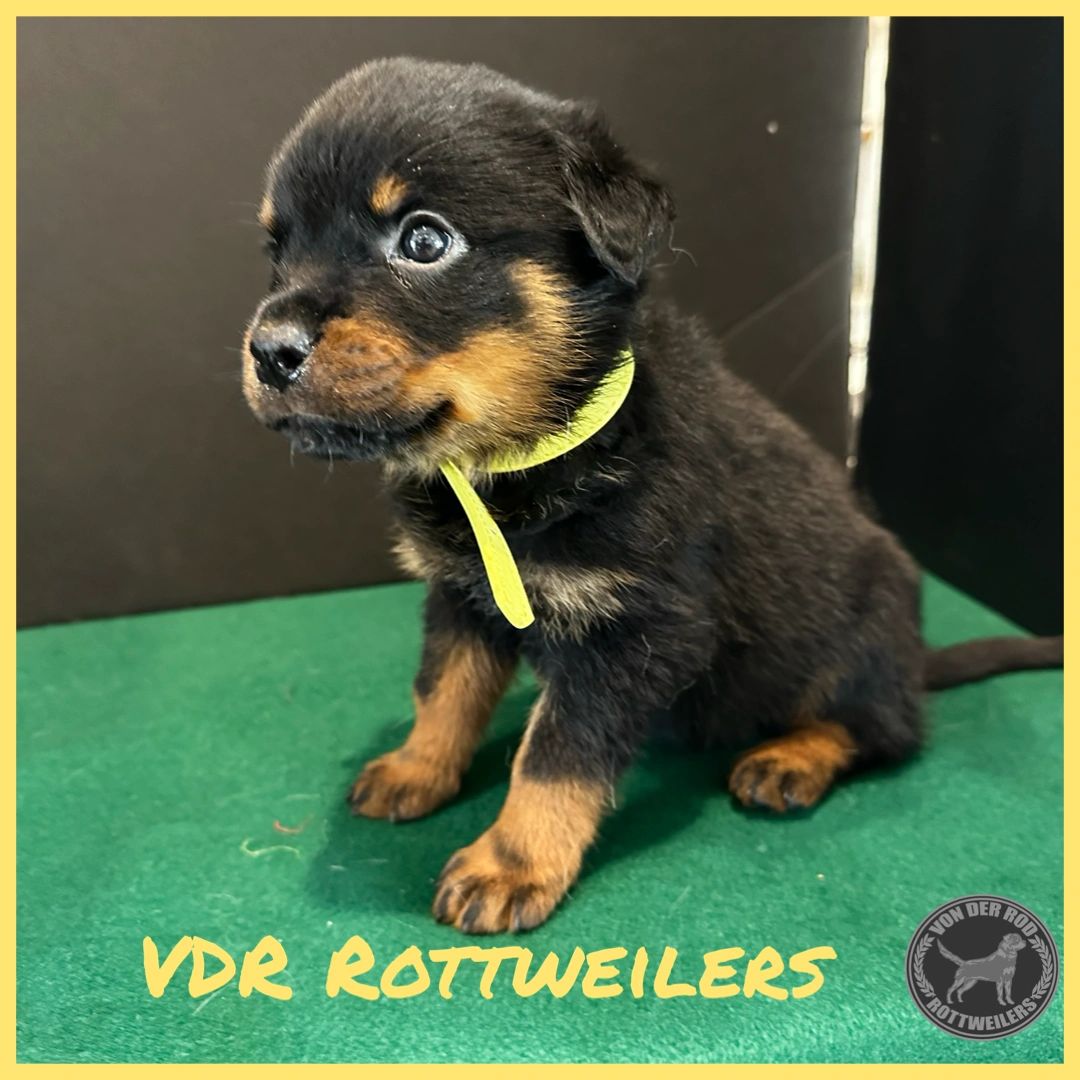 Top German Rottweiler Breeders - Find Your Perfect Rottweiler Puppies, image size:1080x1080