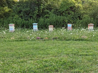 Multiple beehives at local apiary working on honey production