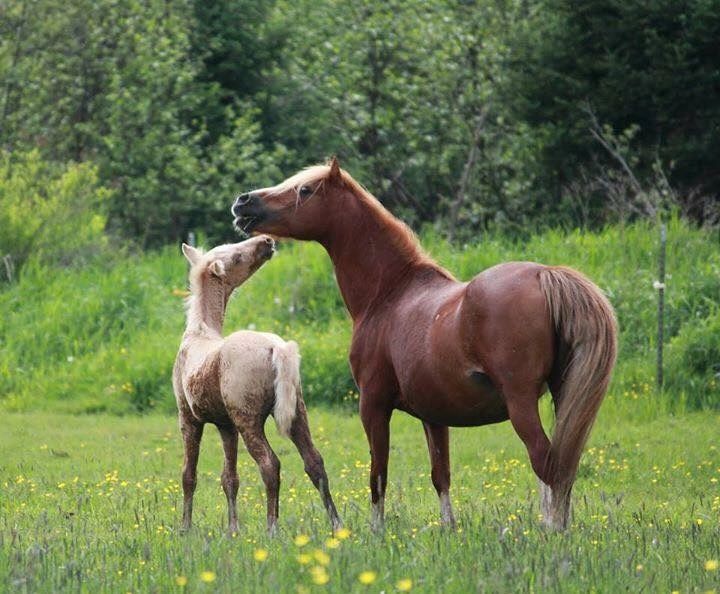 Golden Dream Ponies Welsh, Ponies