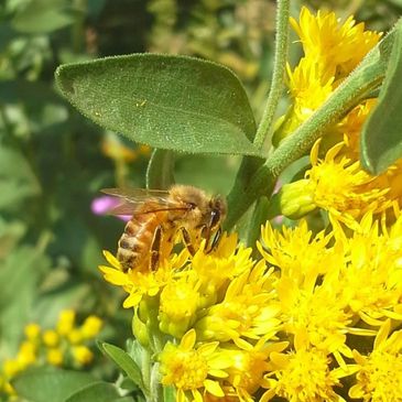 Honeybee on Goldenrod