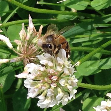 Honeybee on Clover