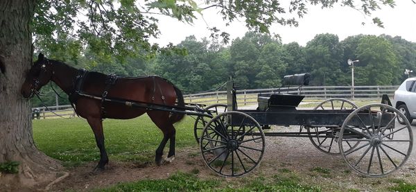 My brother's horse and Buggie