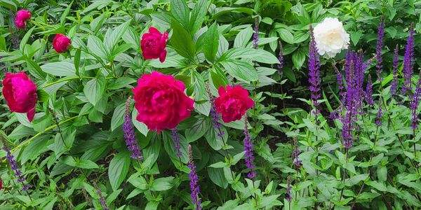 Bright red and white flowers bloom among green foliage and purple accents in a garden.