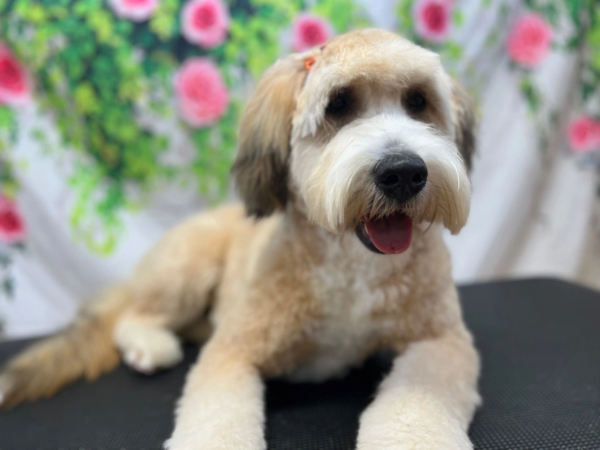 happy doodle getting groomed at spokane dog grooming