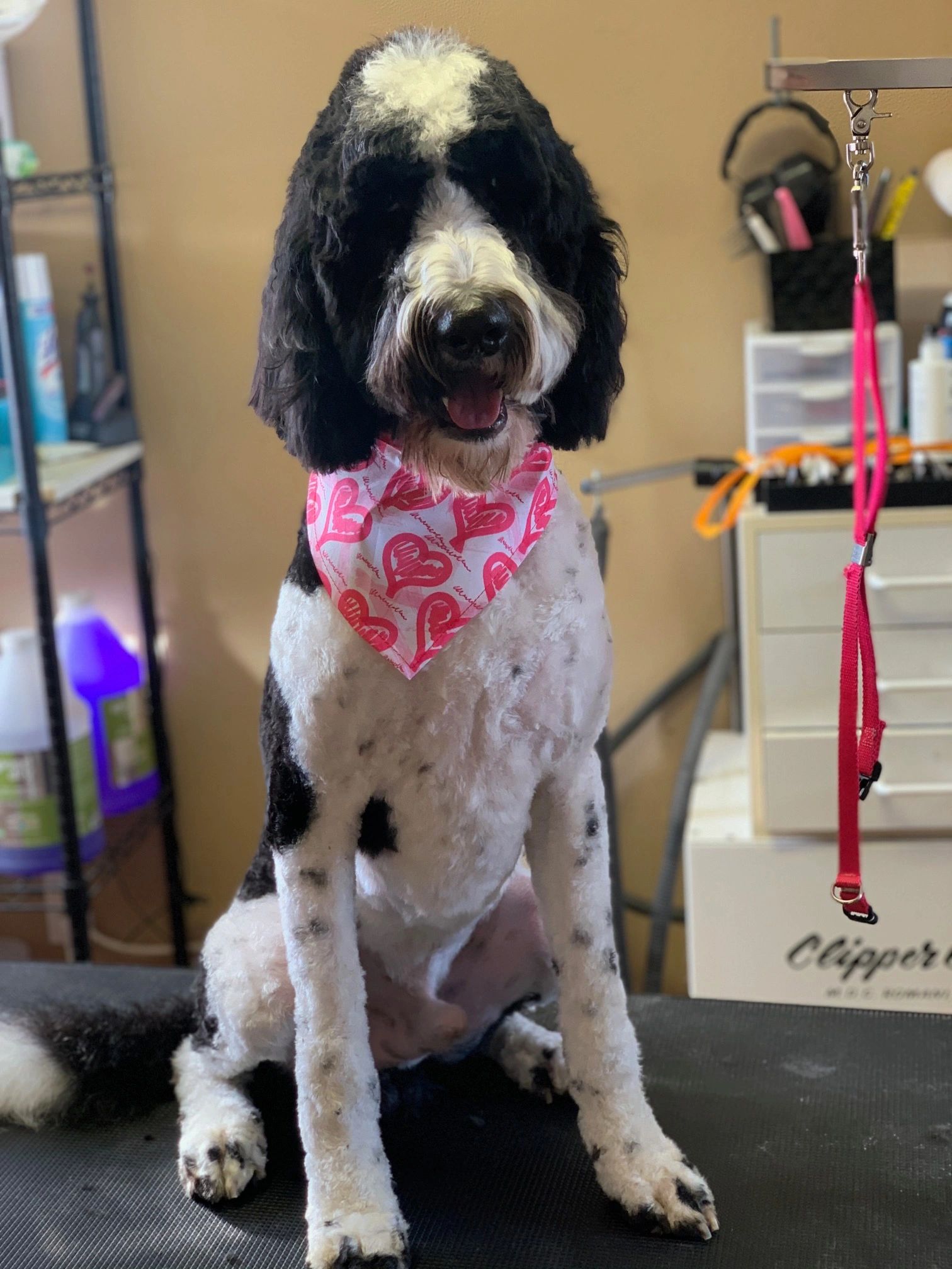 Labradoodle finish groom at spokane dog grooming