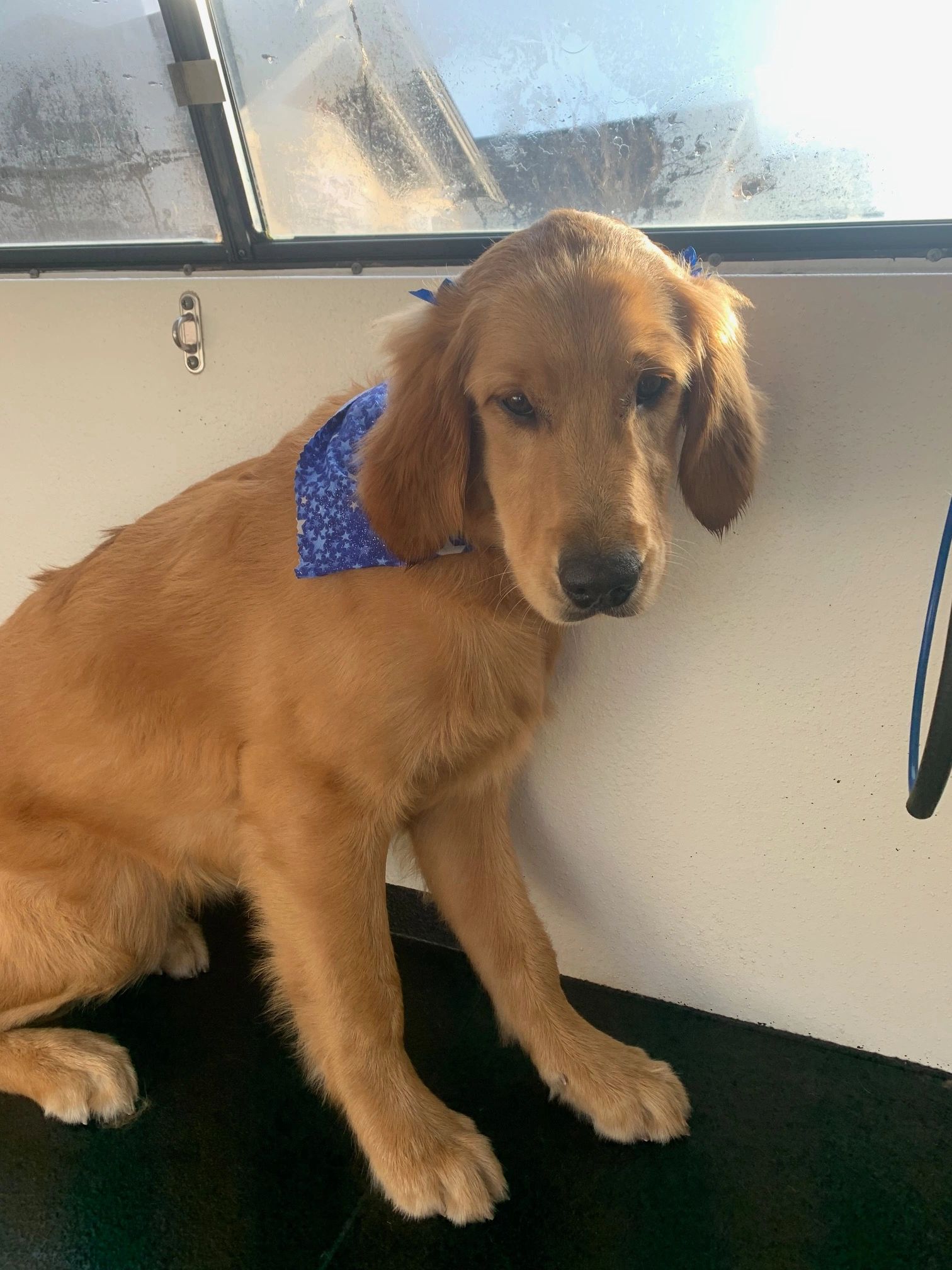 Golden retriever getting groomed