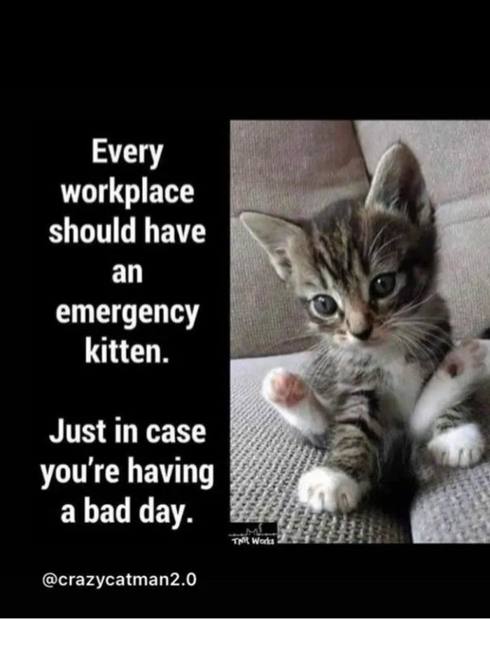 Little grey/white kitten explains about an emergency kitten for every workplace. Such a good idea..