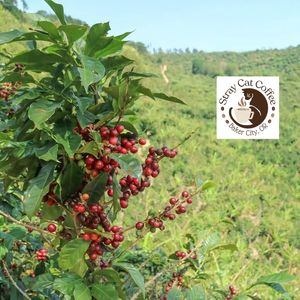 Costa Rica Palmichal Los Santos - 8oz. Whole Bean