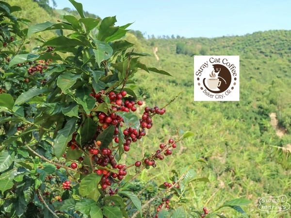 Costa Rica Palmichal Los Santos - 8oz. Whole Bean