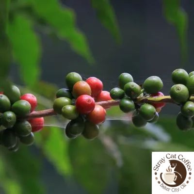 Burundi Collines Masenga - 8oz. Whole Bean